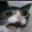 bmsadcat1 bmsadcat1