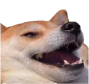 shibelaugh