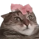catflower