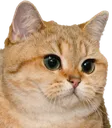 cat cat