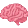 brain
