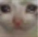 SadCat
