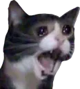 FeelsCatMan FeelsCatMan