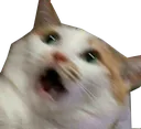 shockedcat