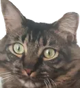 WhatTheChip