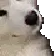 dog4