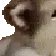 dog3