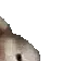 dog2