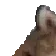 dog1