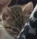 AngryCatto