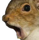 pogsquirrel Discord Emoji