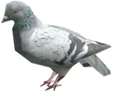 Pigeon Pigeon