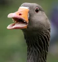 BTECDuck BTECDuck