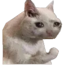 sadcat