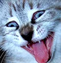 Disgustcat