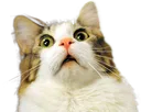 catshock1 Discord Emoji