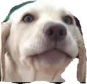 derpdog derpdog
