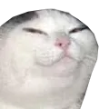 catto
