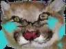 plewr
