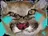 :plewr: plewr