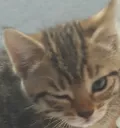 winkwonk