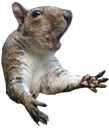 squirrelWHY