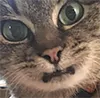 catstare