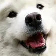 woolHehe