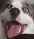 happydoge