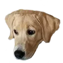 SadLeroy