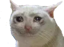 sadCat