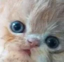 catwat