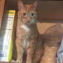 Noodles