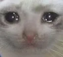 SadCat