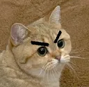 AngeryStareCat