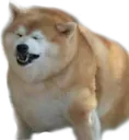 DogeThicc