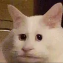 derpcat derpcat