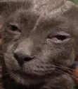 catmint catmint