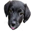 moosie