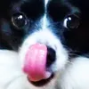 princemlemface