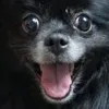 happysophie