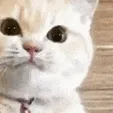 meow meow