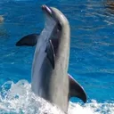 dolphin_dance