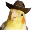bruhbirb