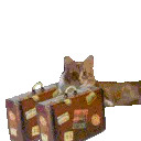 chip_catleaves chip_catleaves