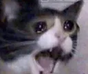 crycat