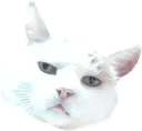 taffcat