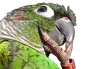 birbthonk