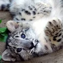 SnowLeoCub SnowLeoCub