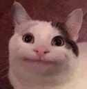 GSPoliteCat